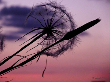blown in the sky 