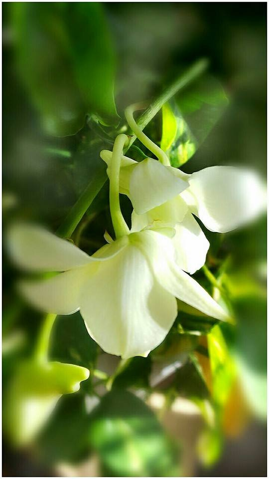 hanging orchid
