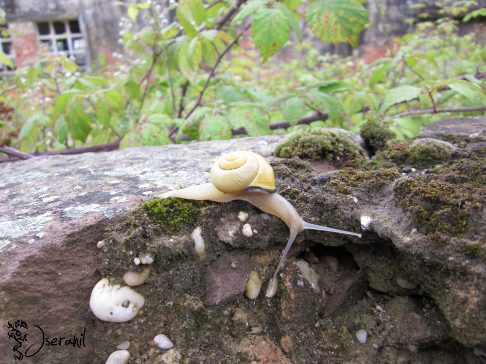 Yellow Snail