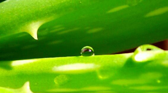 drop on leaves
