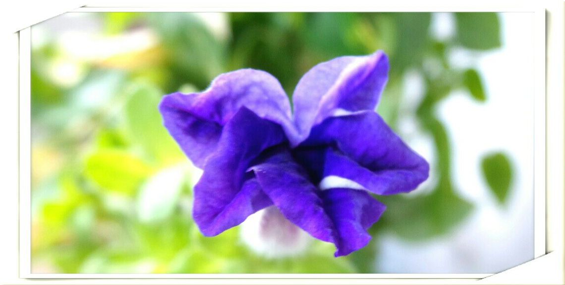 flower