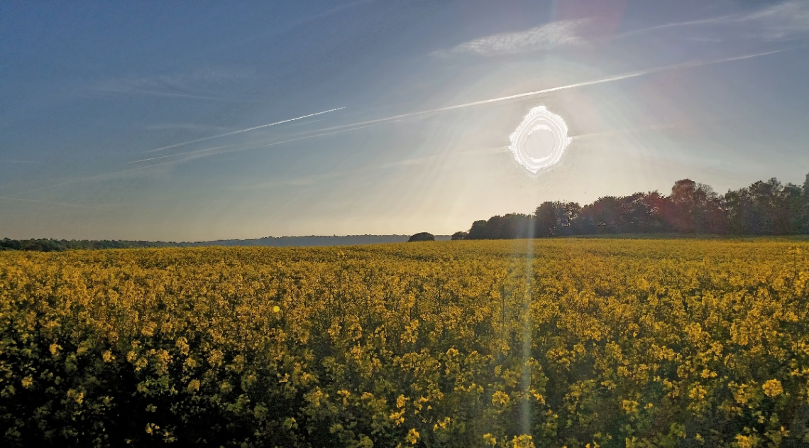 Warming Up A Mustard Field