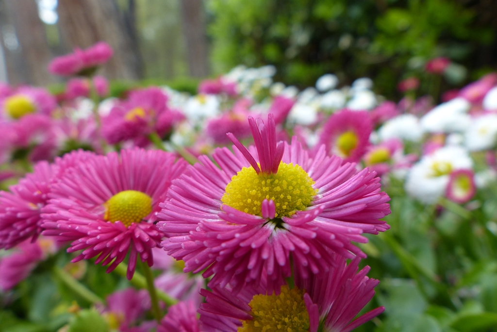 Bellis Perennis ya da bildiğimiz Papatya