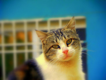 Masum Kedi