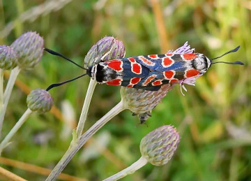 Bugs in love 