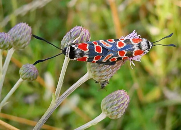 Bugs in love 