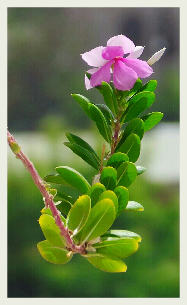flower 