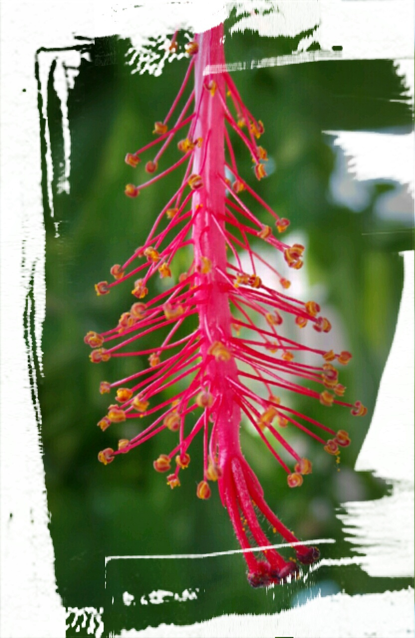 pollen 