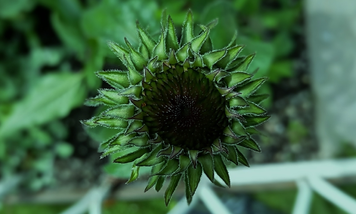 Green Is Hope
