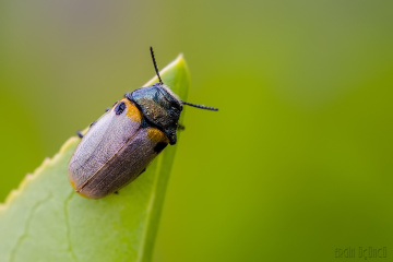 Macroinsekta