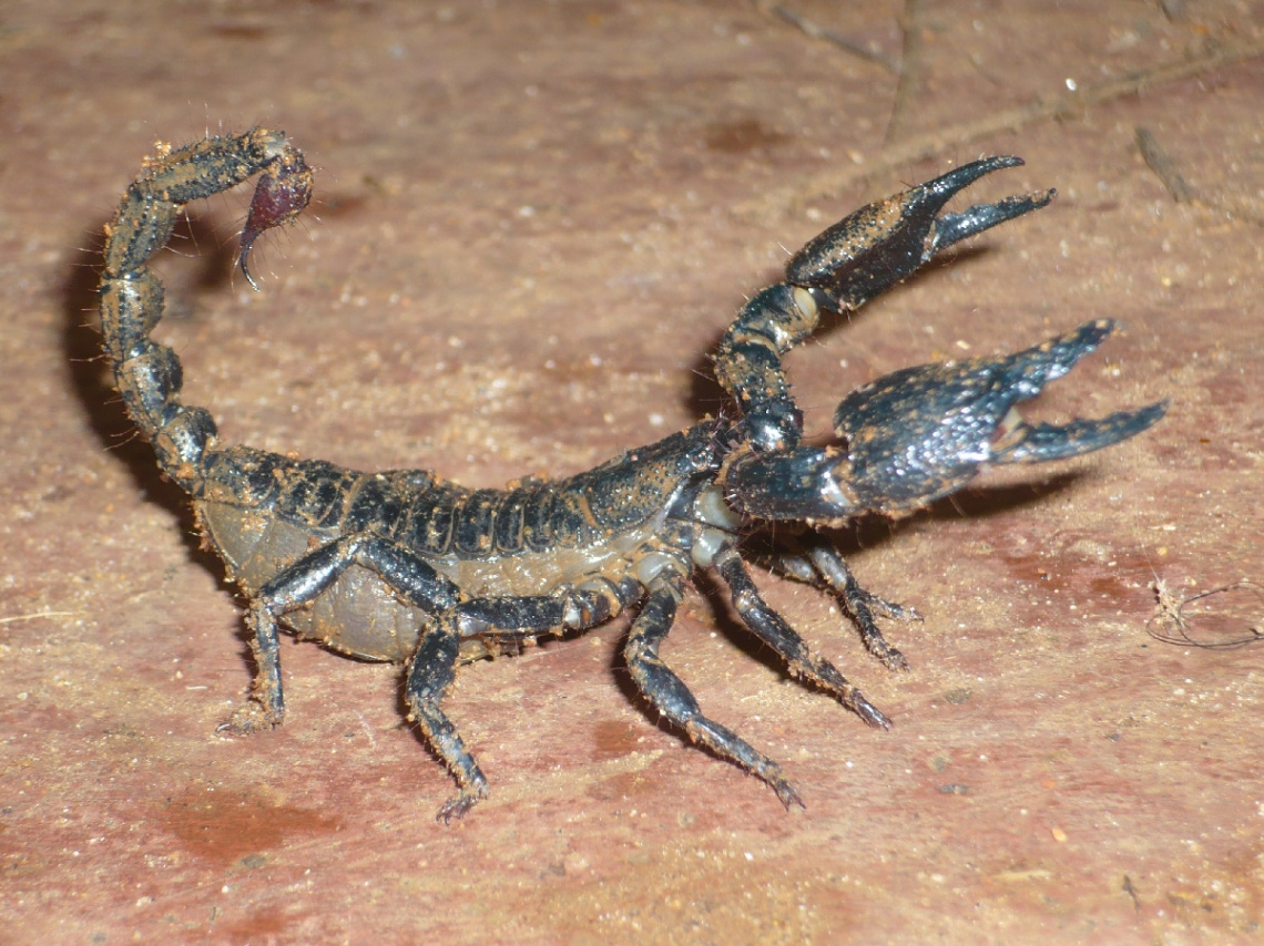 black scorpion