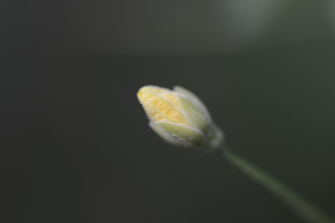 bud
