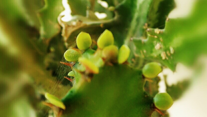 tenderness 