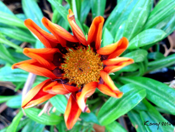 just a orange flower on the way .......