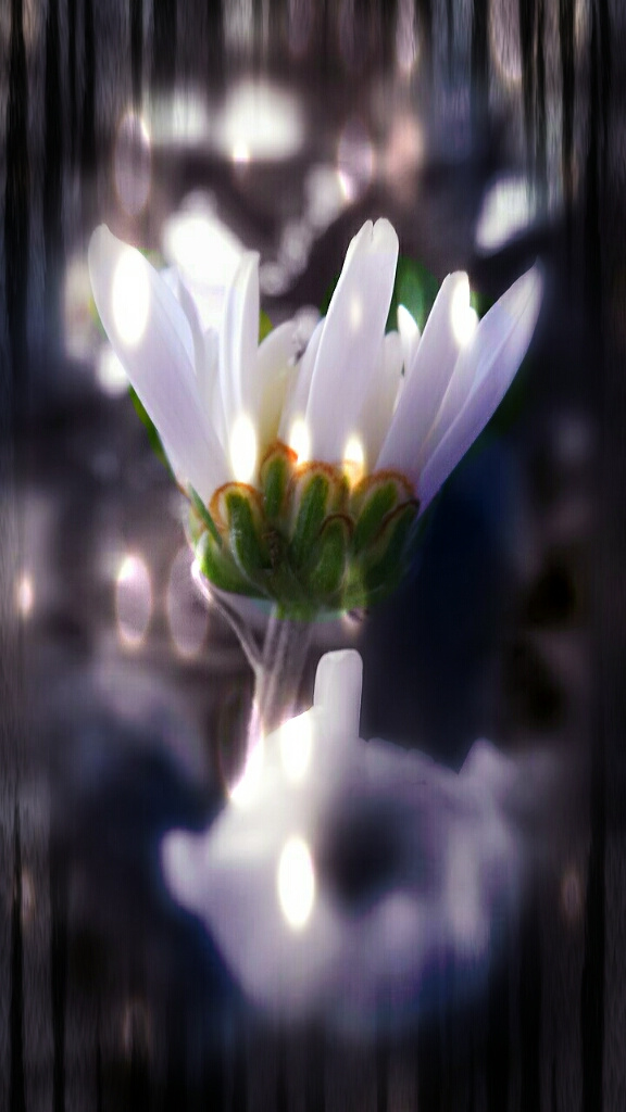 blooms at night 