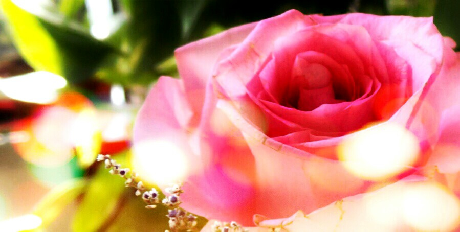 lovely rose ( effect used)