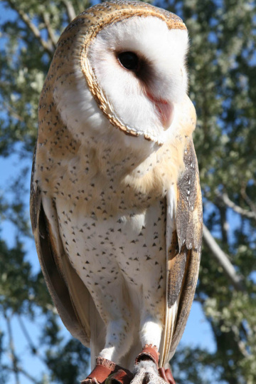 Spear Thrower Owl