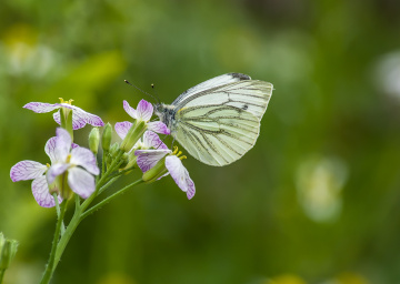 Large White - Kohlweißling