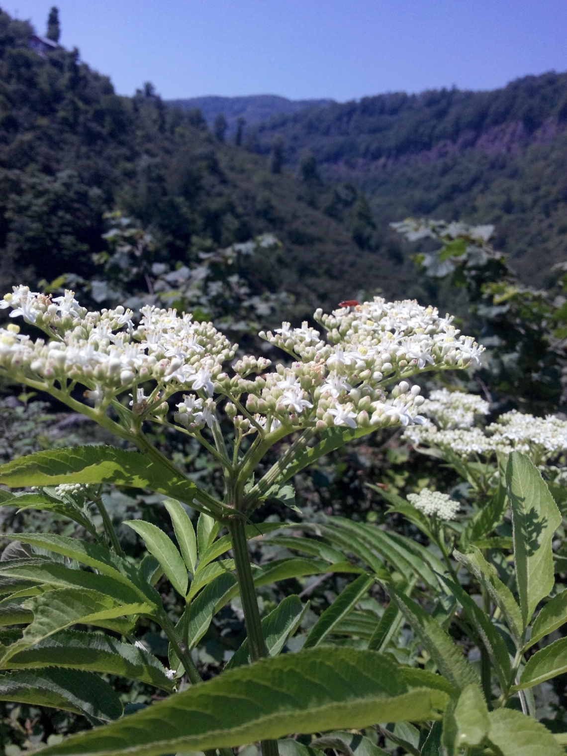 karadeniz doğası
