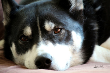 Siberian Husky