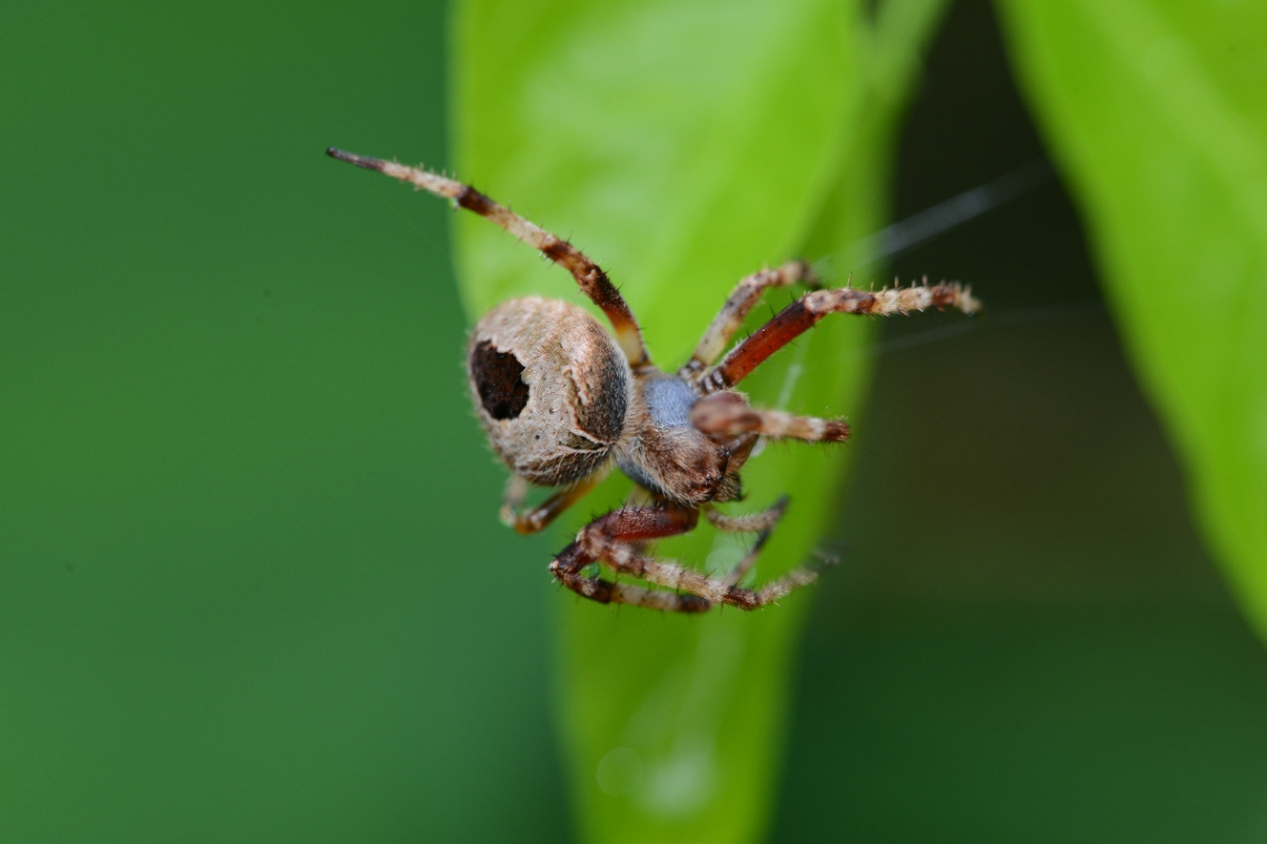 spider