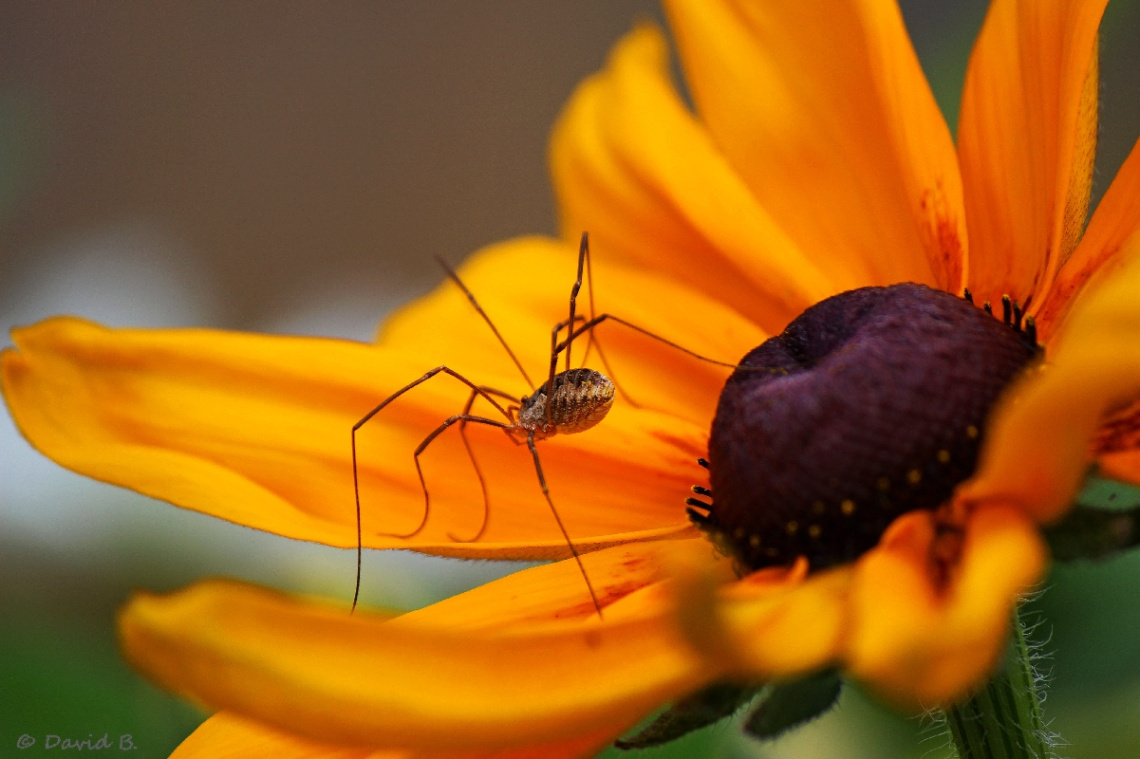 Spider