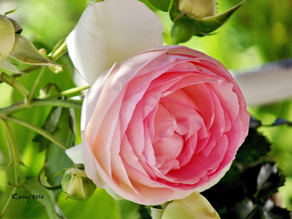 rose
