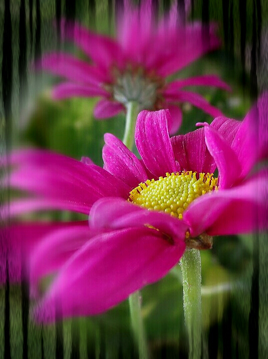 pink blooms at night 