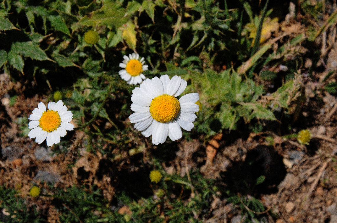Papatya