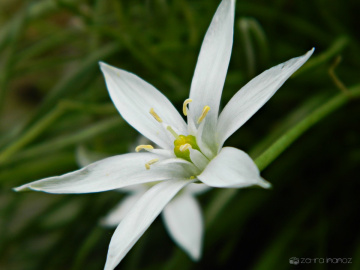  Akyıldız çiçeği (Ornithogalum)