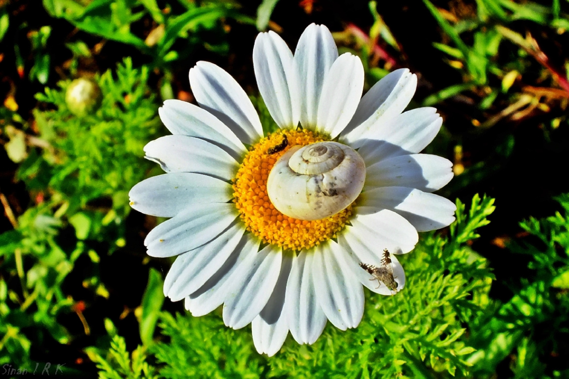 doğa
