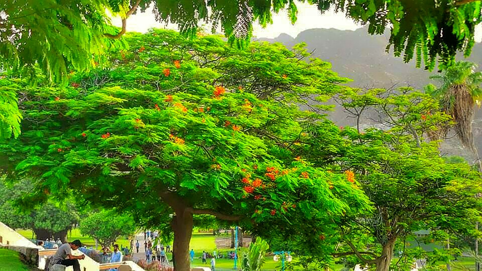 The Park 