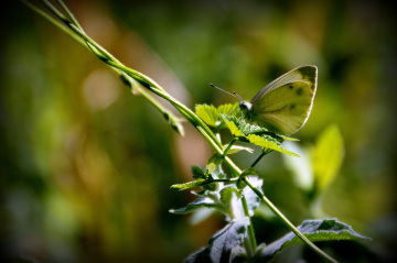 YEŞİL KAMUFLAJ.............
