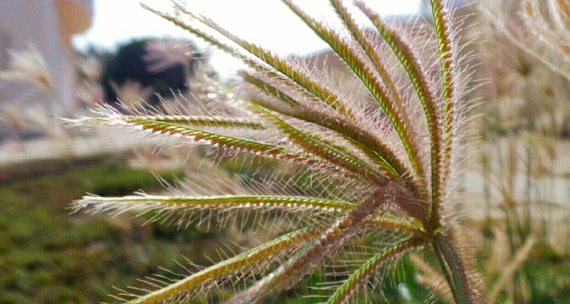 finding beauty in the wild 