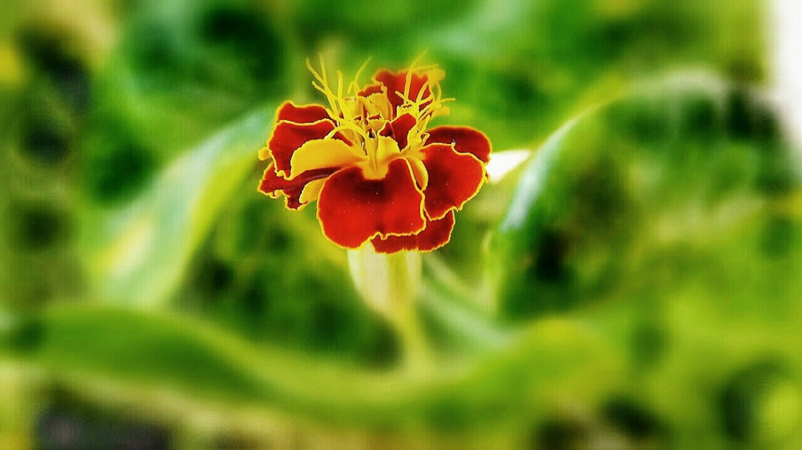 vivid 