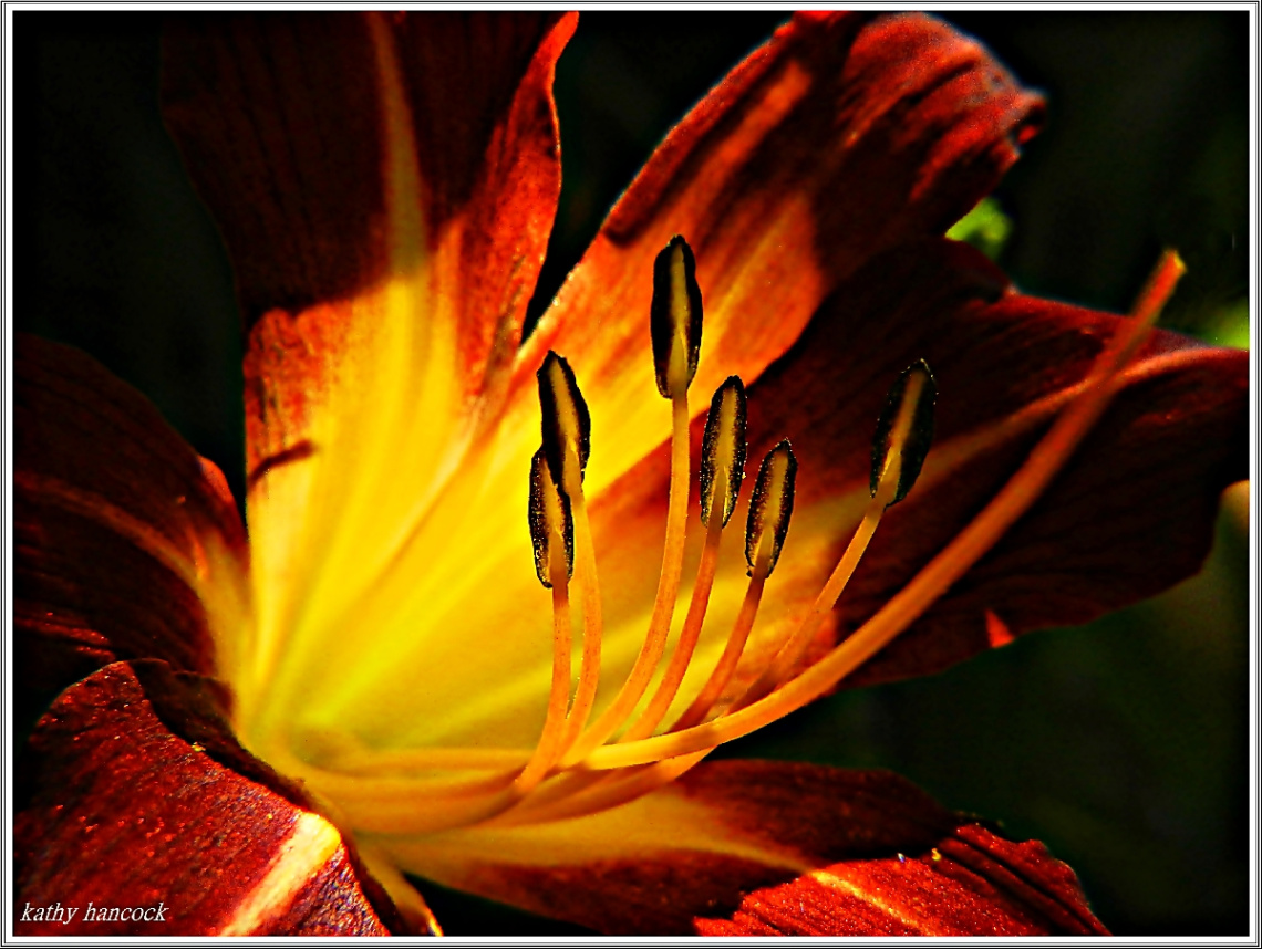Lily in Sun Light