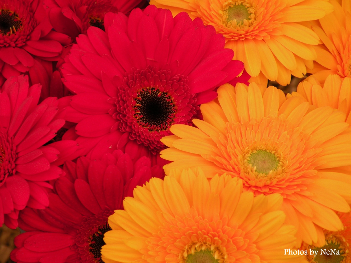 Divine colors