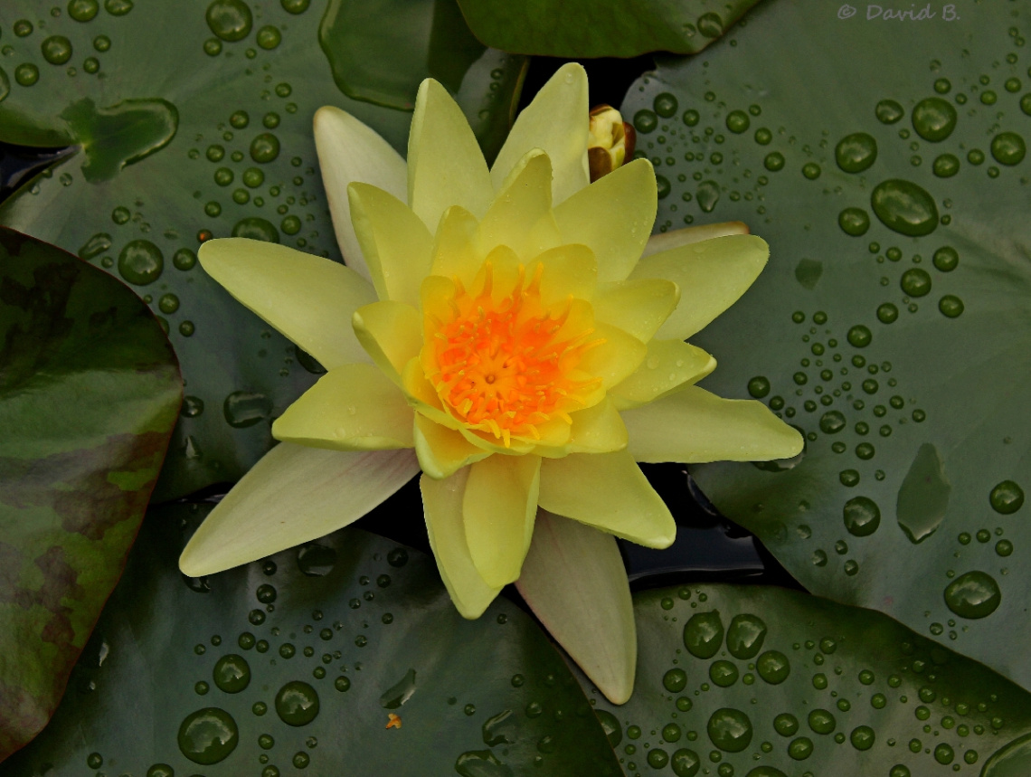 Nénuphar
