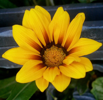 Something yellow