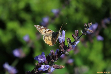 I'm watching the nature...