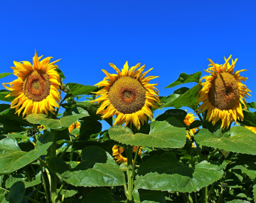 Tournesols