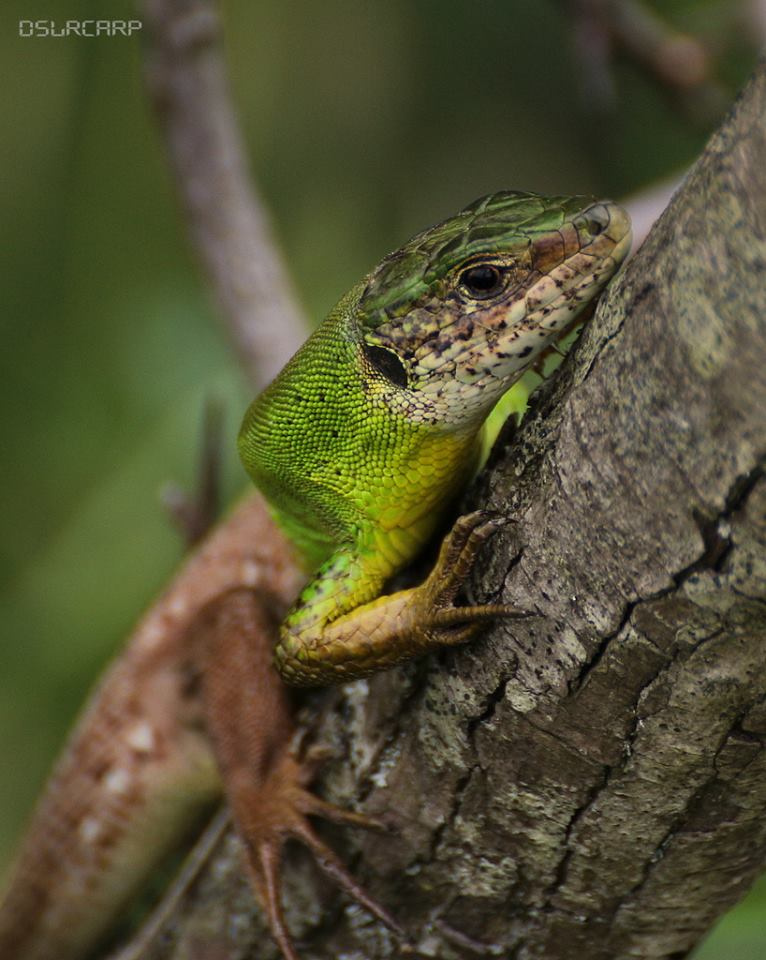 Greengo