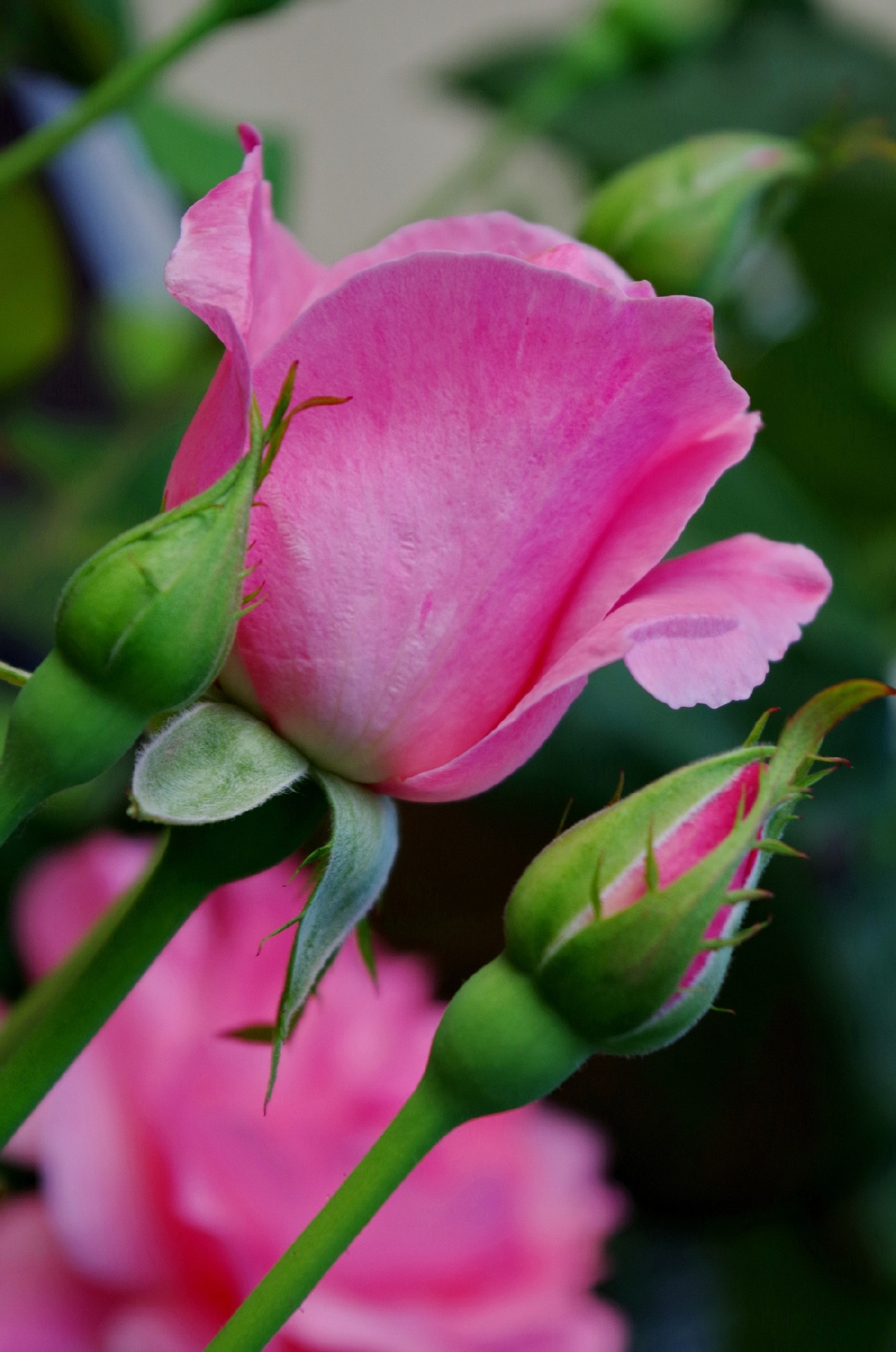 pure pink 