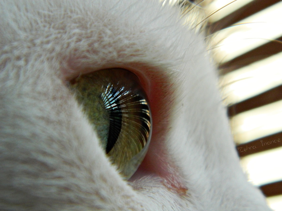 Van kedi gözü