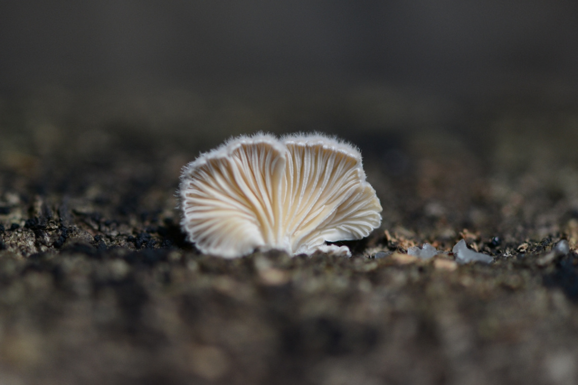 mushroom