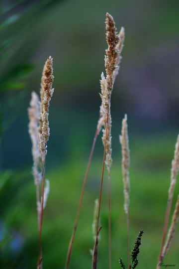 Nature