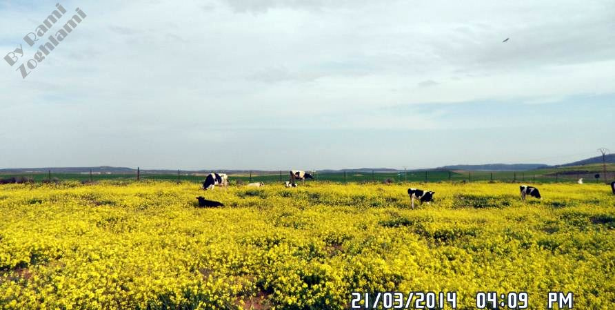 Spring In Tébessa