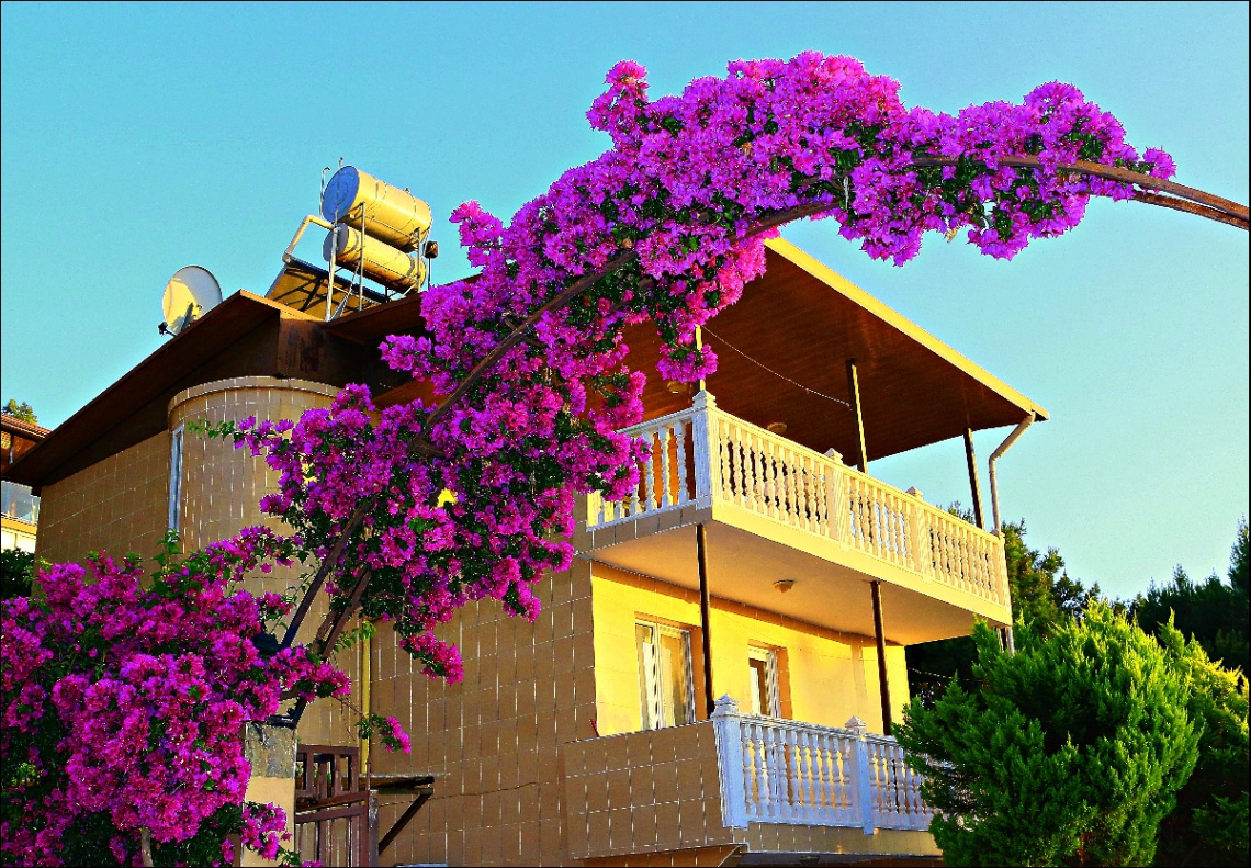 YAZLIK