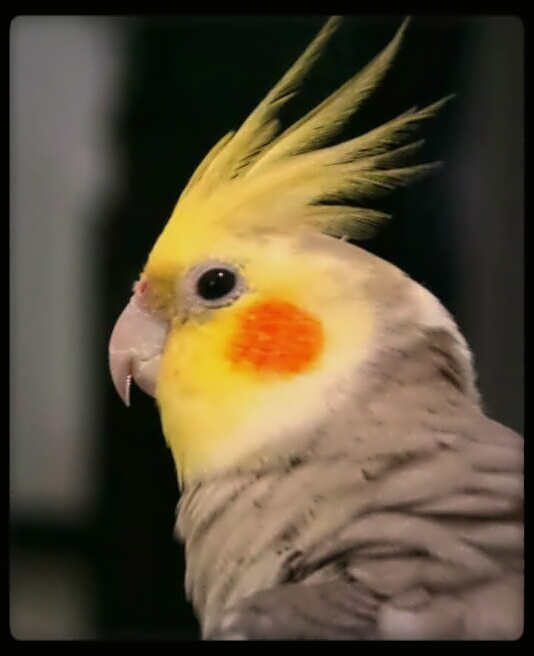 Bruno 