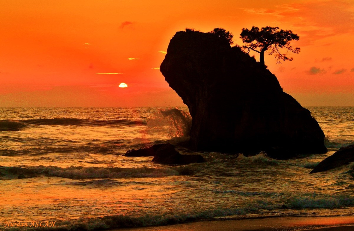 The Lion ıs watching the sunset...